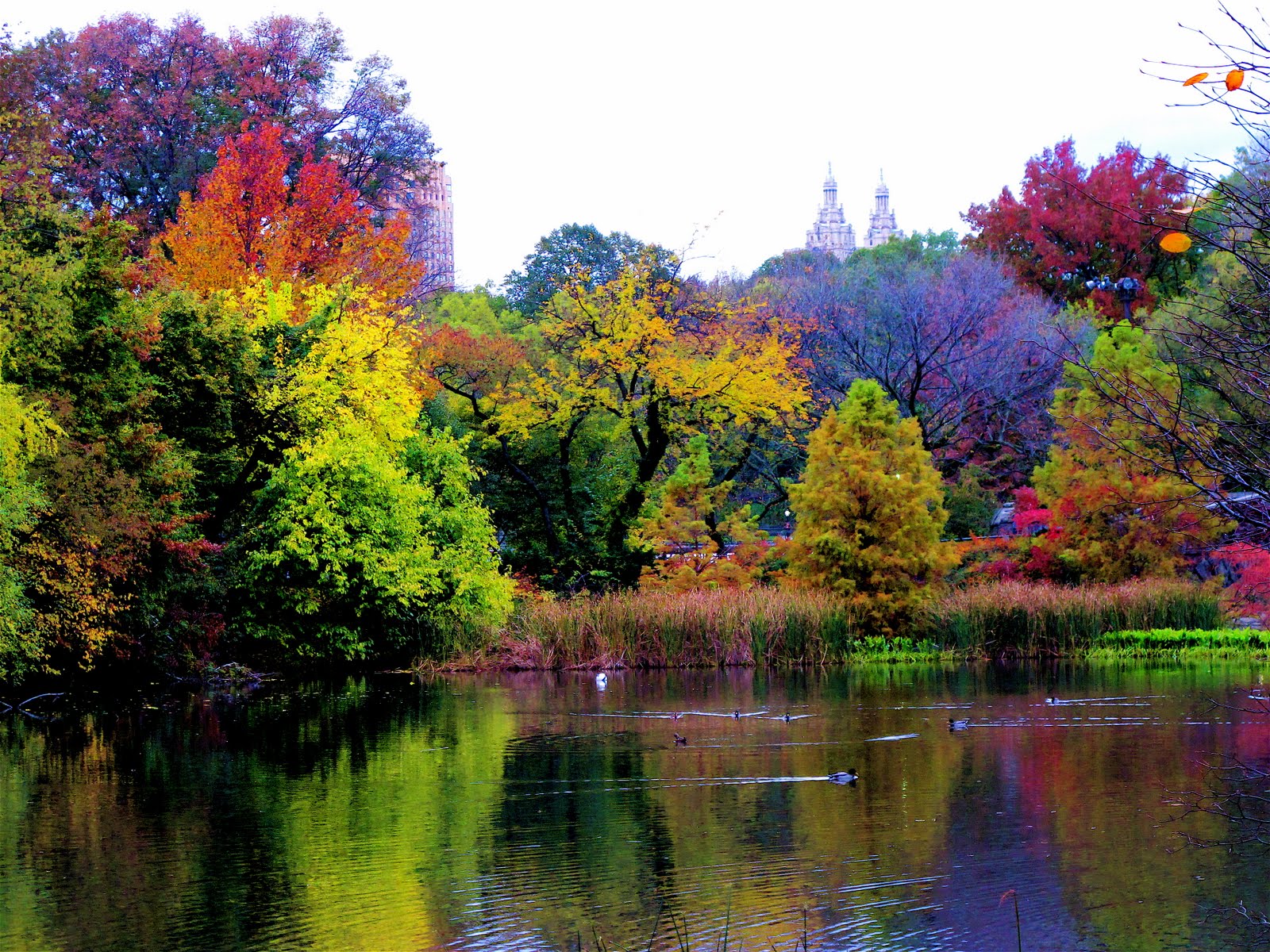 Central Park, November
