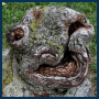 tree face