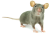 Gray mouse
