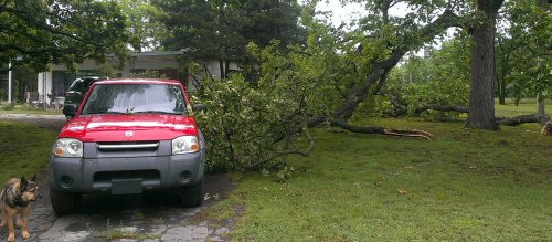 Oak tree fallen near pick-up