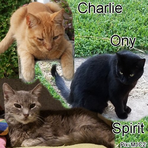 Three cats, Charlie the yellow, Ony the black, and Spirit the gray