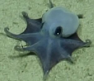 Blue octopus