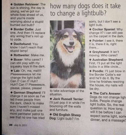 Dogs change lightbulbs