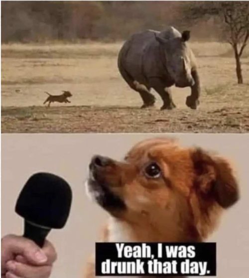 Bold dog chases rhino