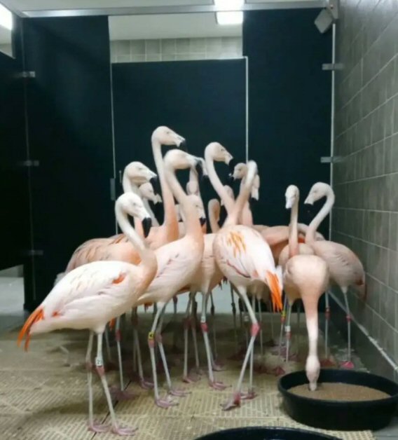 flamingoes in the loo