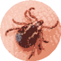 Tick