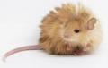 Wooly Mouse
