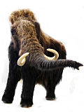 Mammoth