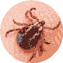 Tick