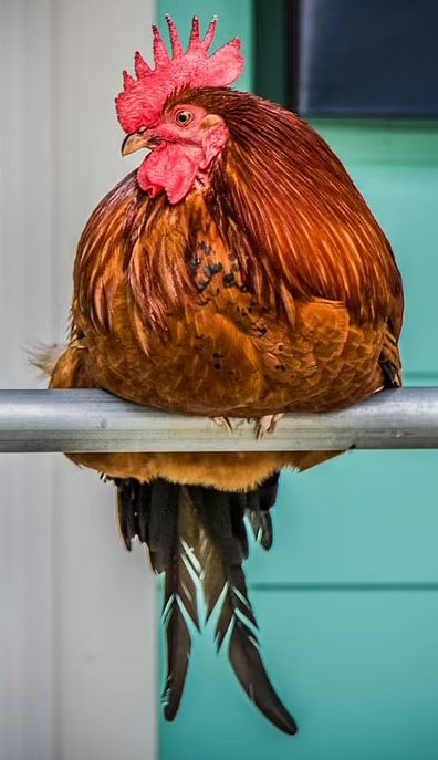 Carl the Rooster