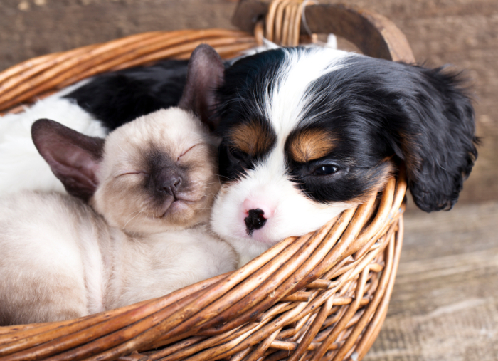 Kitten & puppy snuggling