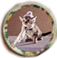 Umbridge Kitty Plate