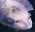 Fishface