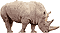 Rhino