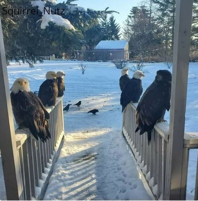 Six bald eagles