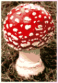 Amanita Muscaria